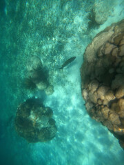 coral reef, Florida National Parks, John Pelicamp Park, coral, soft coral, fish, underwater, beach, scuba, snorkel, vacation, fish, tropical, United States National Parks, Climate Change, 