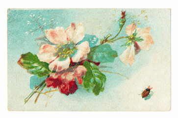 USSR - CIRCA 1920: An old open letter with a sprig of a flowering apple tree and a beetle, printed in the USSR around 1920.