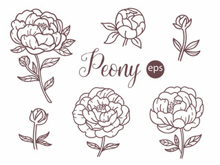Peonies. Vector linear illustration. Garden flowers