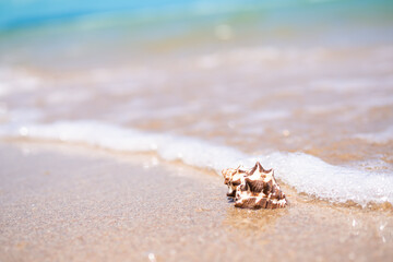 Seashell conch on white sand beach with blur image of blue sea and blue sky sunshine on day background. beautiful bokeh shore water. tourist ocean tropical. for travel summer season holidays.