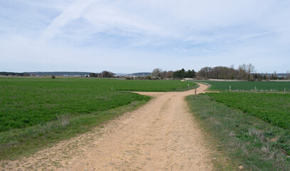 Camino atravesando campos de cultivo en primavera. 