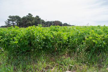 Fototapeta na wymiar Brotes de plantación en una tierra de cultivo. 