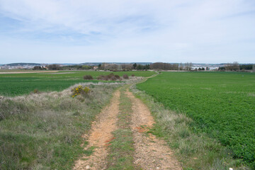 Fototapeta na wymiar Camino atravesando campos de cultivo en primavera. 