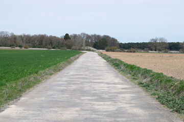 Carretera atravesando campos de cultivo en verano. 