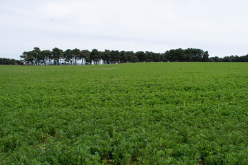Obraz premium Campos de cultivo verdes de primavera en pradera.