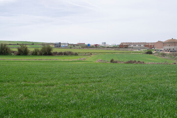 Campos de cultivo verdes de primavera en pradera.