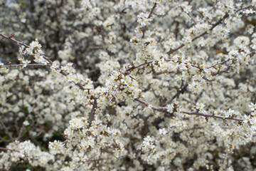 Flores blancas de un arbusto en primavera. 