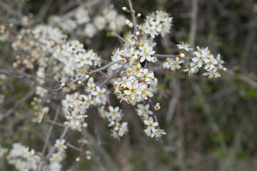 Flores blancas de un arbusto en primavera. 