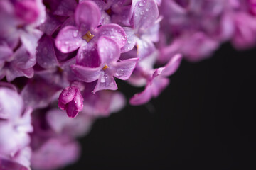 Lilac macro background. Beautiful purple flowers water droplets close-up. Selective focus, blurred foliage background. The concept of freshness, spring flowering, romance. The tenderness of nature.