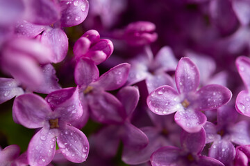 Lilac macro background. Beautiful purple flowers water droplets close-up. Selective focus, blurred foliage background. The concept of freshness, spring flowering, romance. The tenderness of nature.