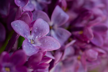 Lilac macro background. Beautiful purple flowers water droplets close-up. Selective focus, blurred foliage background. The concept of freshness, spring flowering, romance. The tenderness of nature.