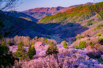 長野県伊那市　桜が満開の高遠城址公園の夕暮れ