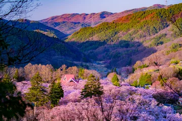 Foto auf Glas 長野県伊那市　桜が満開の高遠城址公園の夕暮れ © k