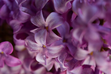 Lilac macro background. Beautiful purple flowers water droplets close-up. Selective focus, blurred foliage background. The concept of freshness, spring flowering, romance. The tenderness of nature.