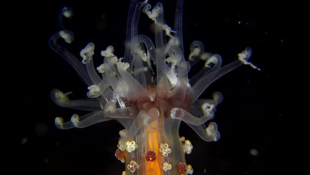 Colorful sea anemone super close up at night