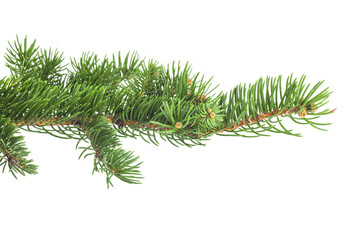 Green branch of Christmas tree isolated on white background.