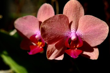 Fototapeta na wymiar pink orchid phalaenopsis