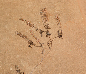 dry died Hindi Name: Tulsi English Name: Holy Basil Latin Name: Ocimum sactum Linn Penn. with ground background