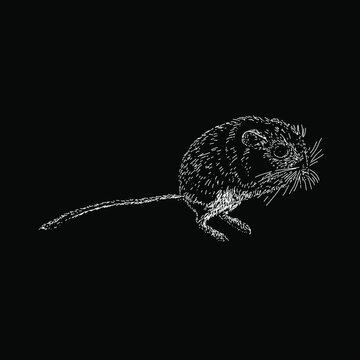 kangaroo rat hand drawing vector illustration isolated on black background