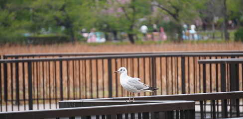 白い鳩