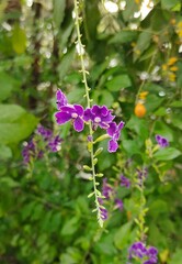 blooming purple flowers in the garden on nature background