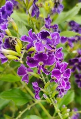 blooming purple flowers in the garden on nature background