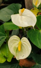 White Anthurium Flowers or Flamingo Flowers for Garden Decoration.