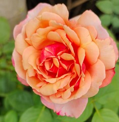 orange rose in garden