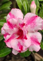 pink rose bush