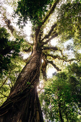 Low angle view of an old big tree in the middle of a green jungle forest. Nature concept.