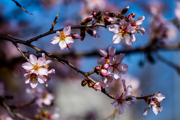 Cherry Blossom - Kirschblüte 