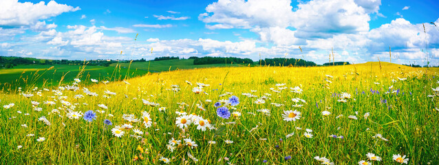 Beautiful summer colorful panoramic landscape of flower meadow with daisies against blue sky with...