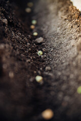 A farmer manually plants green pea seeds in the soil. Gardening concept. Spring vegetable planting...