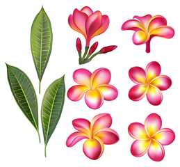 Obraz na płótnie Canvas Set of pink plumeria