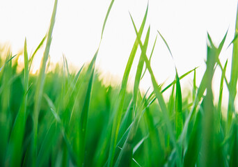 Background of green grass at sunset .The sun breaks through the grass. Abstract background.Texture. Space for text.