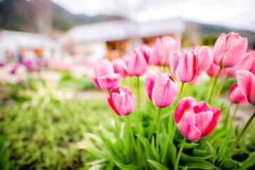 チューリップの花