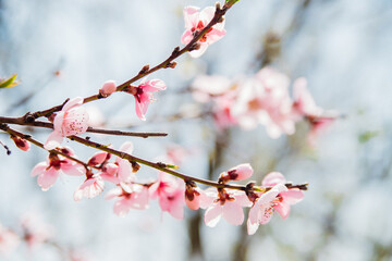 Selective focus of beautiful branches, pink blooming peach or apricot on a tree under a blue sky, Beautiful cherry blossoms during the spring season in the park. The texture of the floral pattern.
