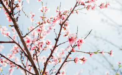 Selective focus of beautiful branches, pink blooming peach or apricot on a tree under a blue sky, Beautiful cherry blossoms during the spring season in the park. The texture of the floral pattern.