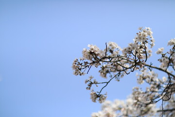 Cherry Blossom blooms