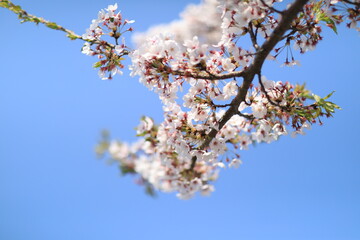 Cherry Blossom blooms