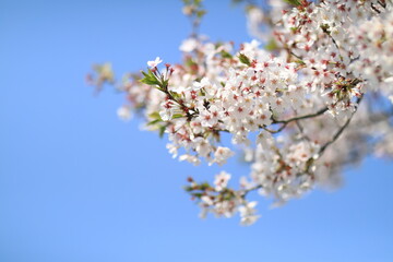 Cherry Blossom blooms
