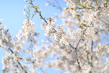 Cherry Blossom blooms