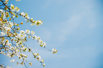 Selective focus of beautiful branches of white cherry blossoms on a tree under a blue sky, Beautiful cherry blossoms during the spring season in the park. Beauty is in nature.