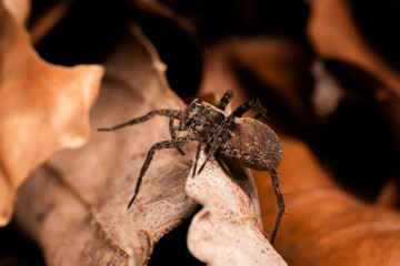 Spider 