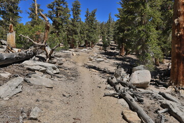 Beautiful Scenery in Sierra, Central California