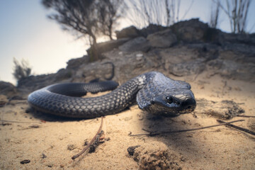 Close-up of a wild tiger snake (Notechis scutatus) with dramatic sunset and rock background from...
