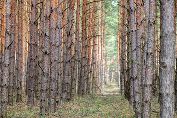 Area dividing line in the forest and a fire road. Kampinos National Park, Poland.