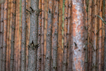 A pine (Pinus sylvesrtis) forest in the Kampinos National Park, Poland.