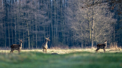 Red Deer (Cervus elaphus) grazing in a field. Kampinos National Park, Poland.