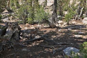 Beautiful Scenery in Sierra, Central California